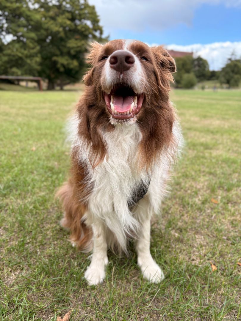 Rusty the border collie